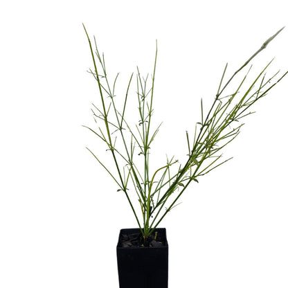 Russelia ‘Tangerine Falls’ | Apricot-Orange Firecracker Plant - Oldboy&
