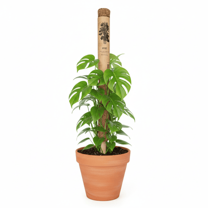 Ryset Coco Totem Pole – 60 cm | Natural Coconut Fibre Plant Support - Oldboy&
