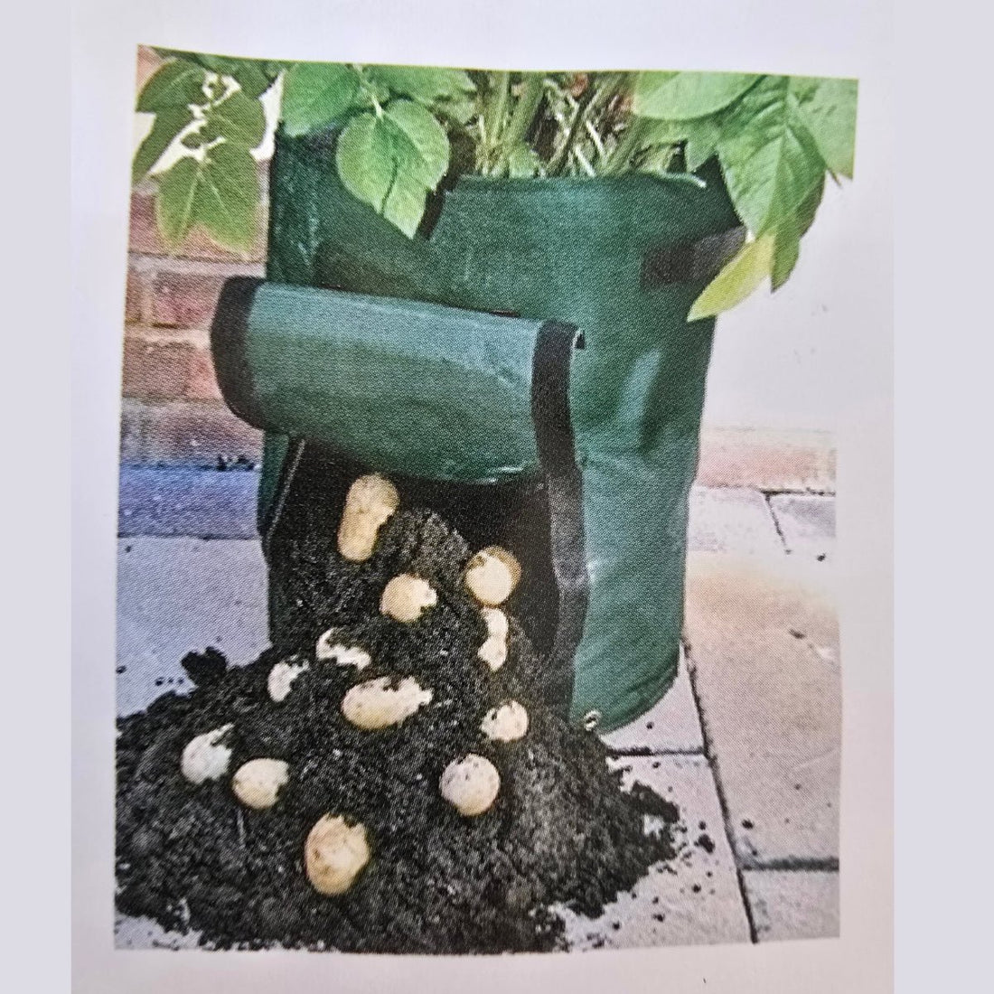 Ryset Potato Grow Bag 60L with Harvest Flap | GDP530 - Oldboy&