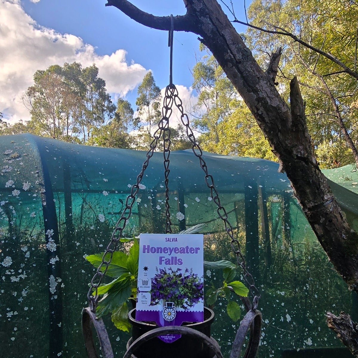 Salvia x guaranitica | Honeyeater Falls - Oldboy&
