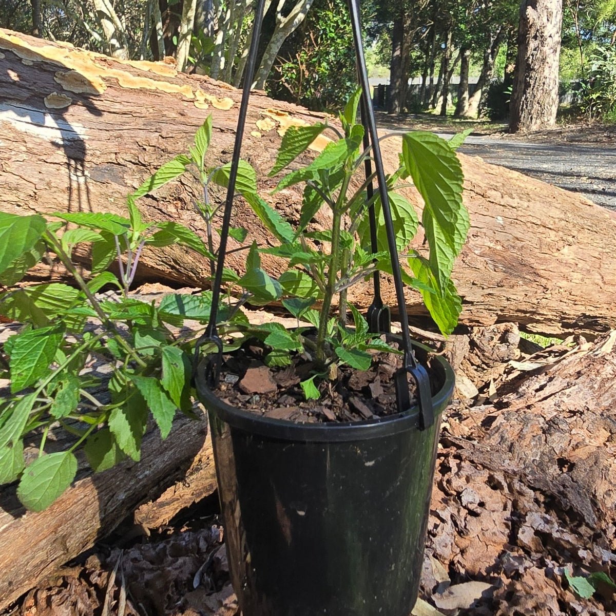 Salvia x guaranitica | Honeyeater Falls - Oldboy&