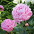 Sarah Bernhardt Peony Bare Root | Paeonia lactiflora – Fragrant Double Pink Blooms - Oldboy&
