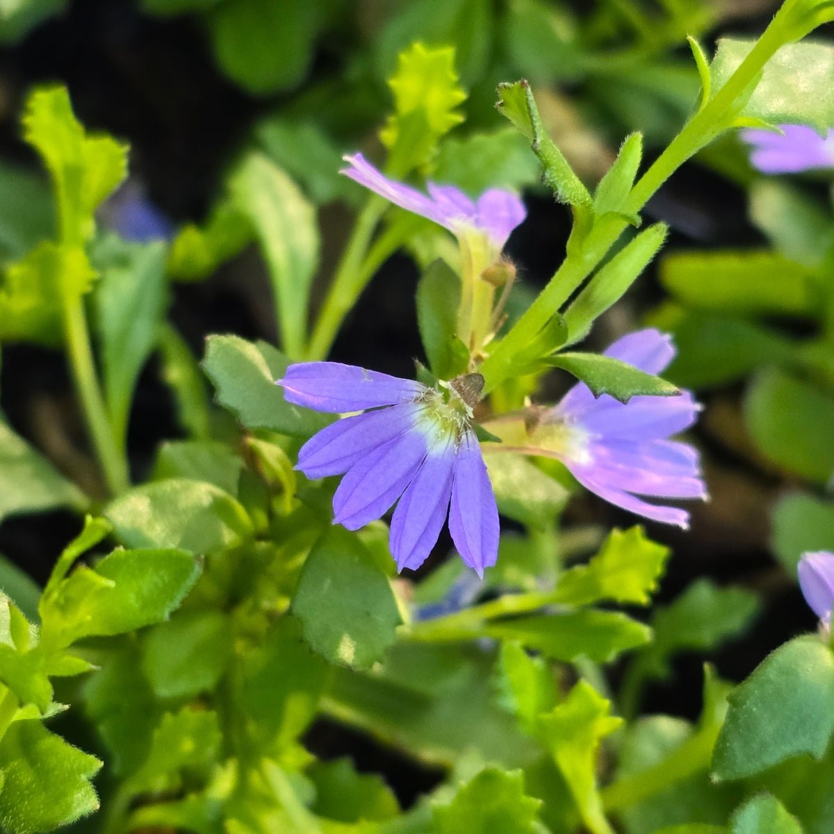 Scaevola aemula ‘Mauve Clusters’ | Native Fan Flower – 50mm Pot - Oldboy&