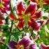 Scheherazade - Oriental Trumpet Lily Bulb – Lilium Hybrid - Oldboy&