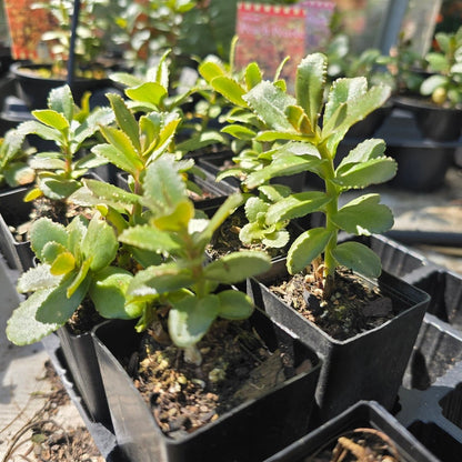 Sedum telephium | Peach Pearls - Oldboy&