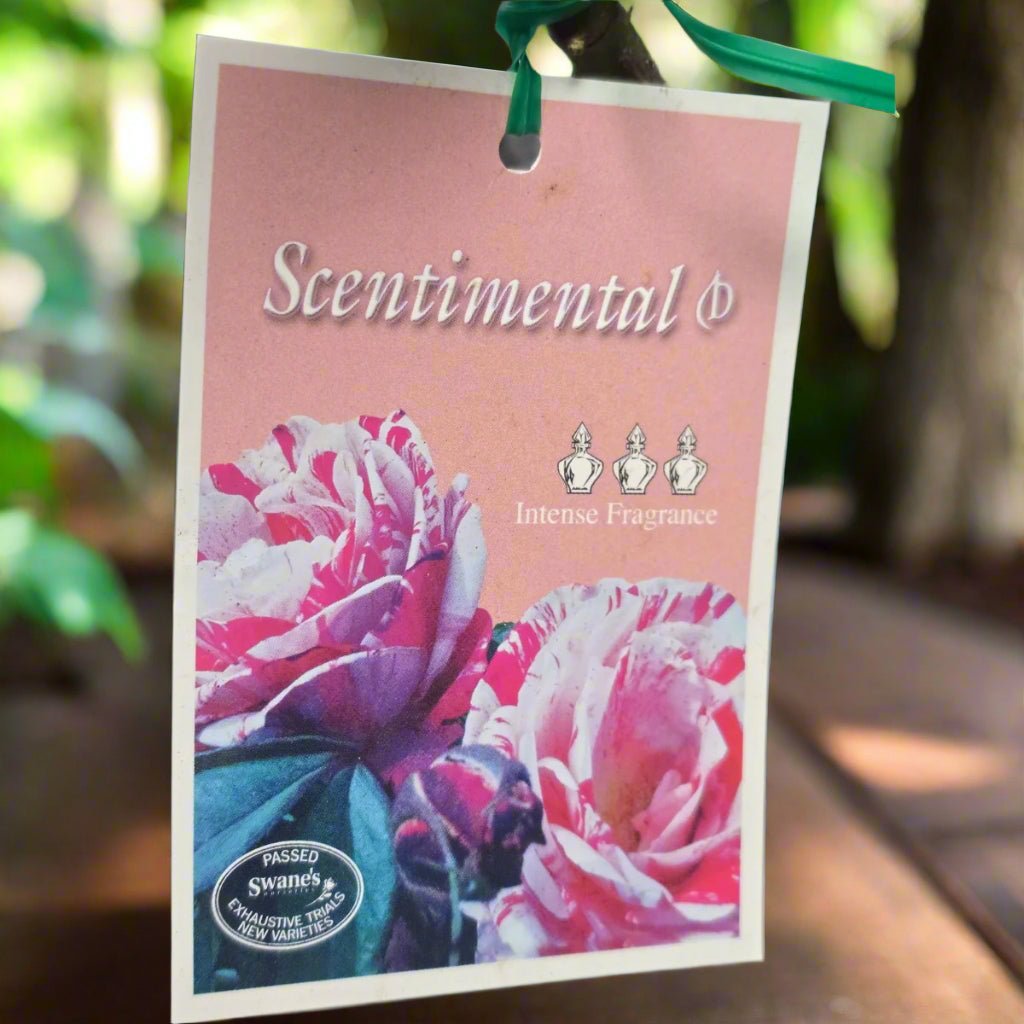 Sentimental – Premium - Floribunda Rose - Oldboy&