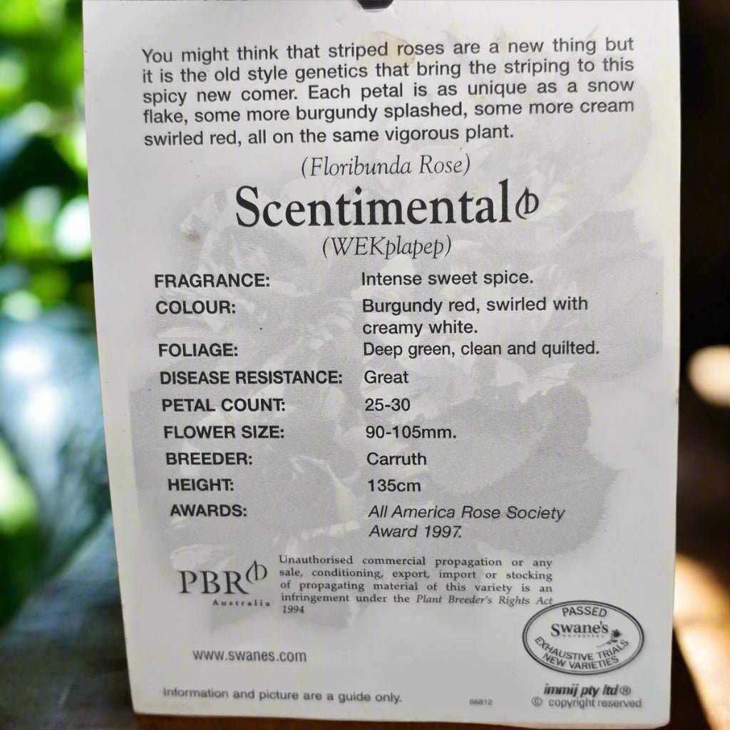 Sentimental – Premium - Floribunda Rose - Oldboy&