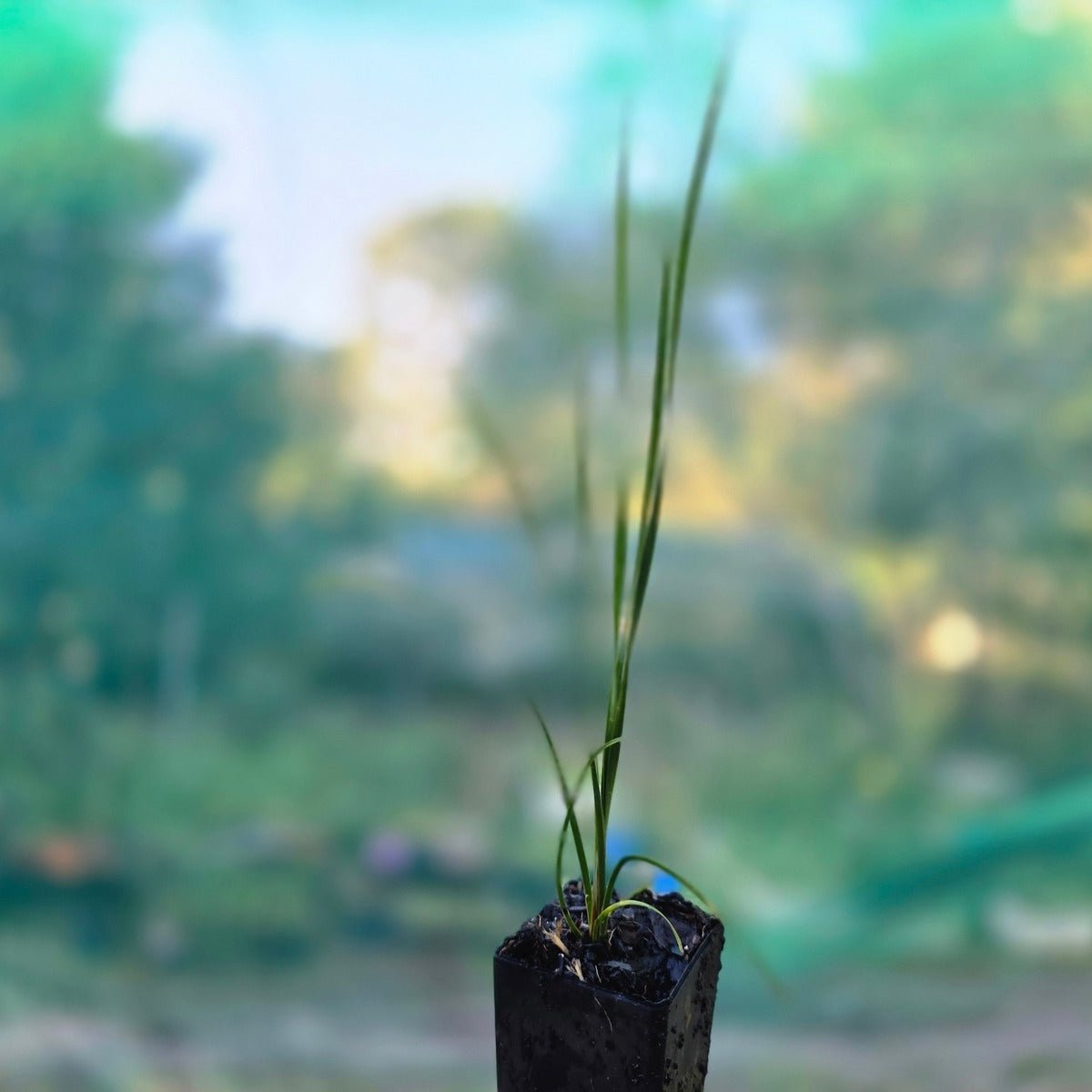 Shara™ Lomandra | Compact Blue-Grey Native Plant | 42mm Pot - Oldboy&