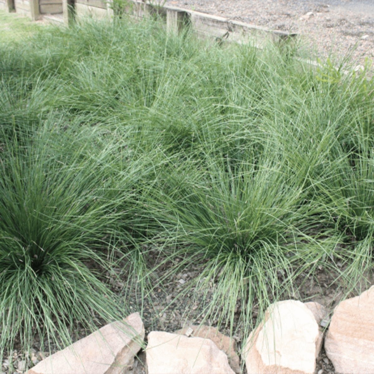 Shara™ Lomandra | Compact Blue-Grey Native Plant | 42mm Pot - Oldboy&