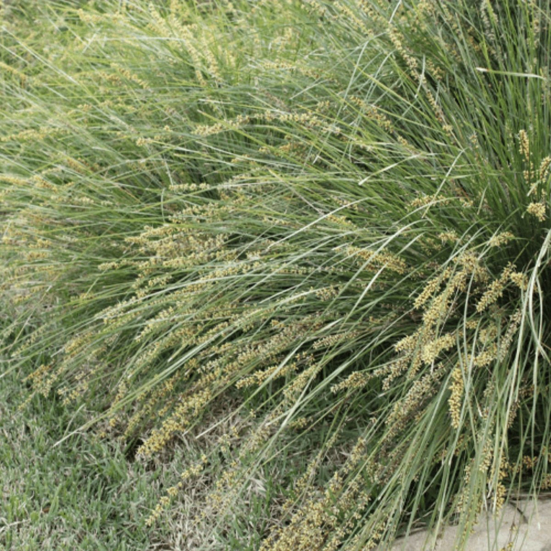 Shara™ Lomandra | Compact Blue-Grey Native Plant | 42mm Pot - Oldboy&
