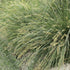 Shara™ Lomandra | Compact Blue-Grey Native Plant | 42mm Pot - Oldboy&