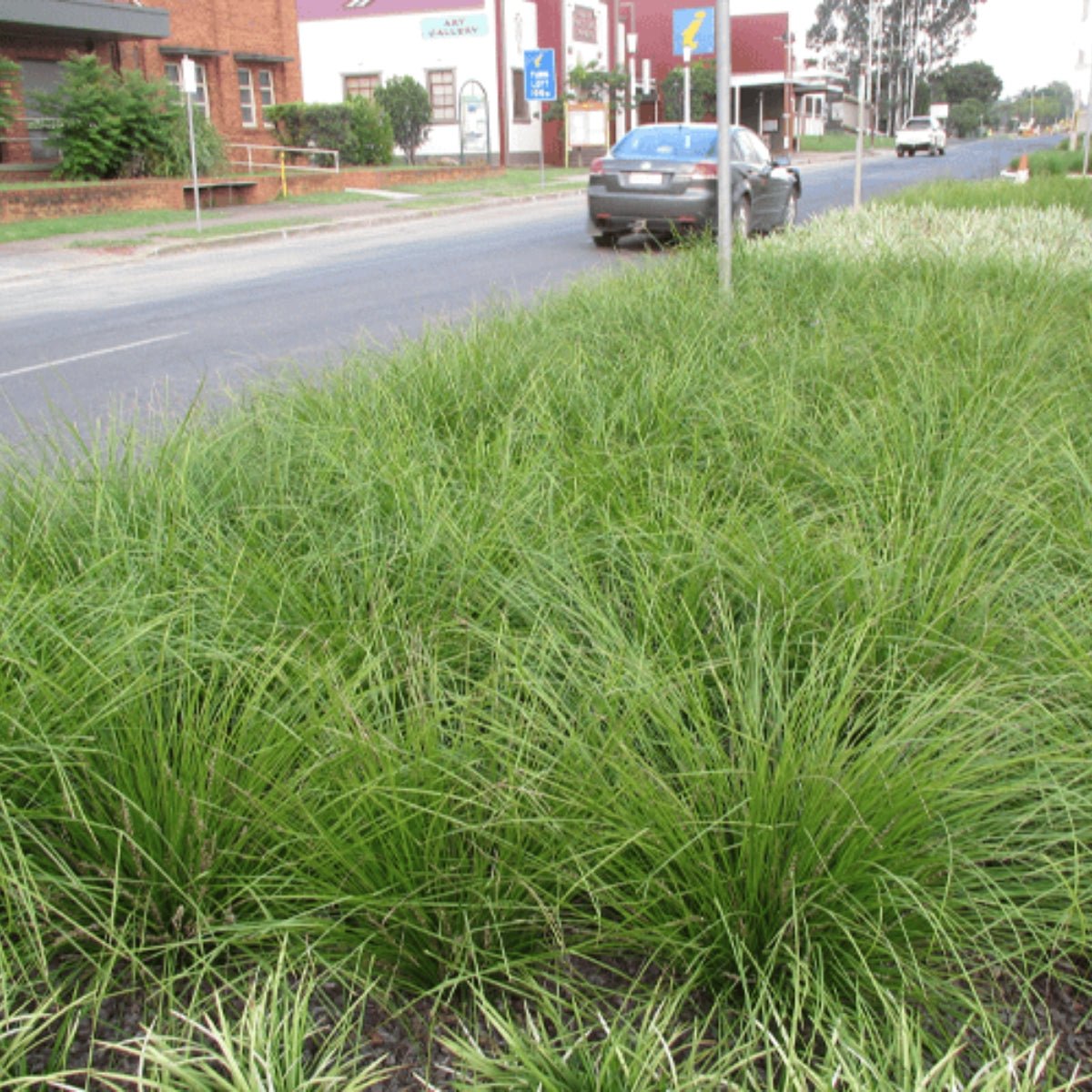 Shara™ Lomandra | Compact Blue-Grey Native Plant | 42mm Pot - Oldboy&