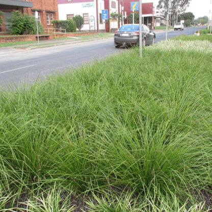 Shara™ Lomandra | Compact Blue-Grey Native Plant | 42mm Pot - Oldboy&