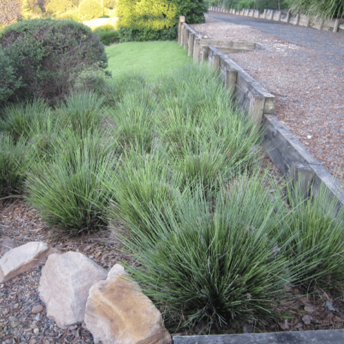 Shara™ Lomandra | Compact Blue-Grey Native Plant | 42mm Pot - Oldboy&