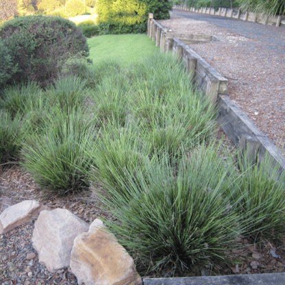 Shara™ Lomandra | Compact Blue-Grey Native Plant | 42mm Pot - Oldboy&