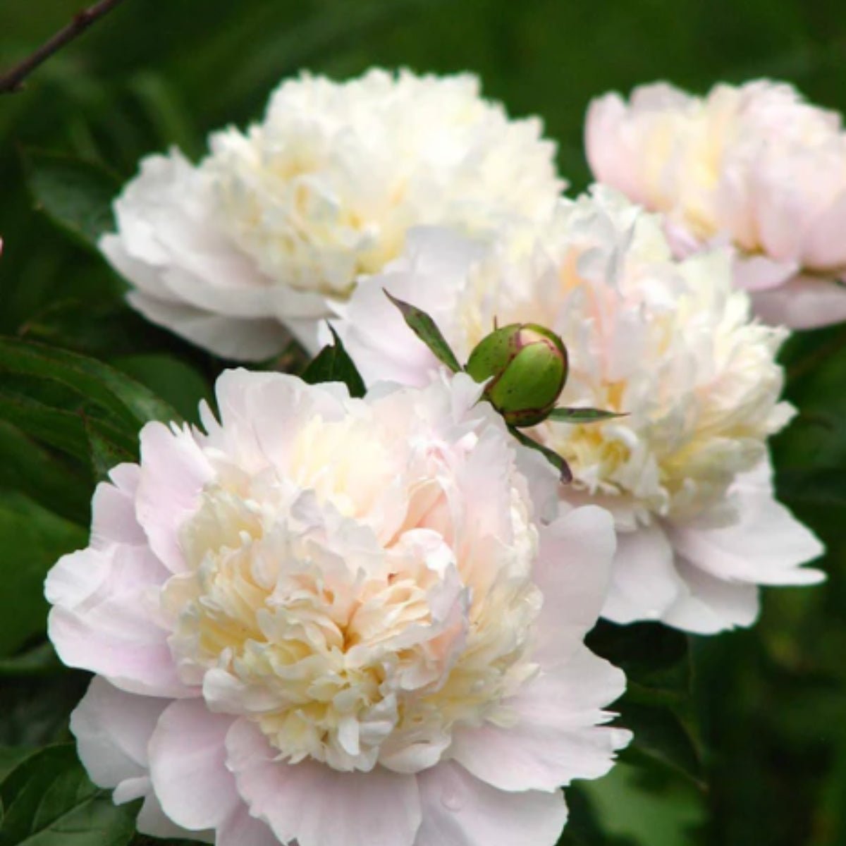 Shirley Temple – Peony – Herbaceous - Paeonia lactiflora - Oldboy&