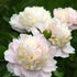 Shirley Temple – Peony – Herbaceous - Paeonia lactiflora - Oldboy&