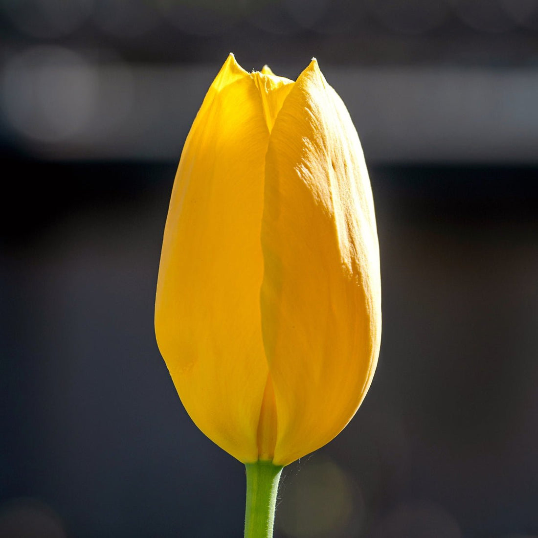 Single Late Tulip ‘Big Smile’ – Bright Yellow Late - Season Blooms - Pre - Order - Oldboy&