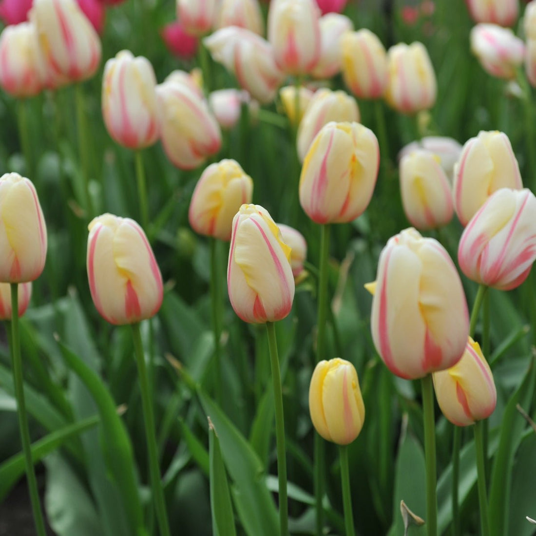 Single Late Tulip ‘Camargue’ – Splendid Buttery Cream &amp; Red‑Flared Blooms - Pre - Order - Oldboy&