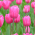 Single Late Tulip ‘Grand Style’ (Tulipa hybrida) – Vivid Hollywood Pink Blooms - Oldboy&