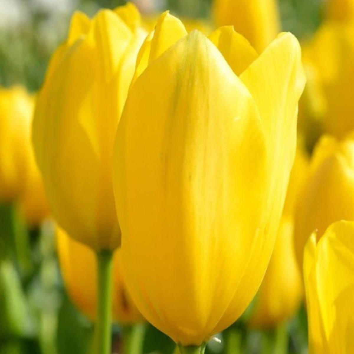 Single Late Tulip Mix (Tulipa hybrida) – Stunning Late - Season Blooms - Oldboy&
