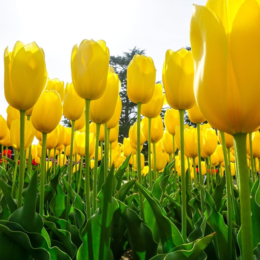 Single Late Tulip ‘Muscadet’ (Tulipa hybrida) – Elegant Golden Blooms - Oldboy&