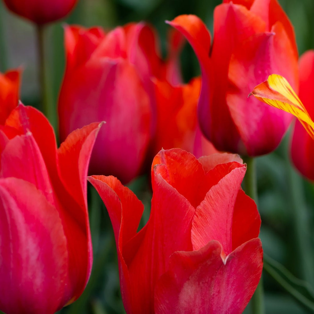 Single Late Tulip &