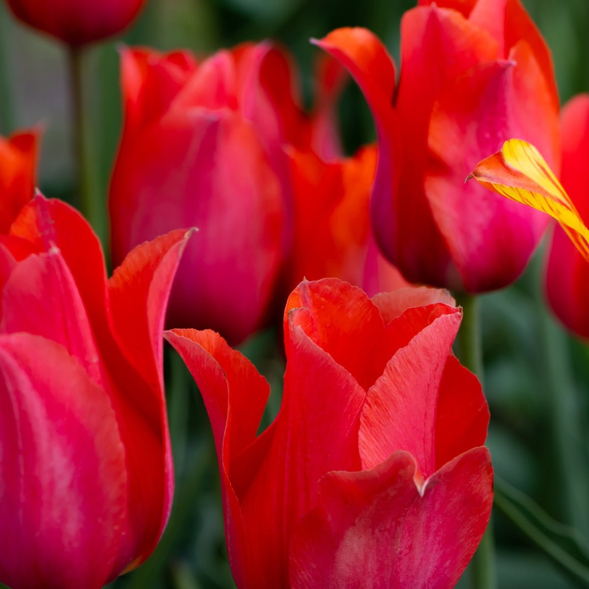 Single Late Tulip &