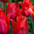 Single Late Tulip &