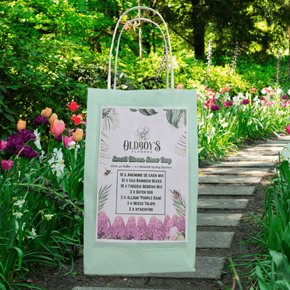 Small Bloom Show Bag – 41 Spring Bulbs for a Colourful Garden Starter - Oldboy&