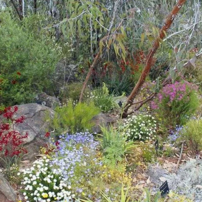 Smoke-Activated Aussie Native Seed Bombs – Bushfire Revival Blend - Oldboy&