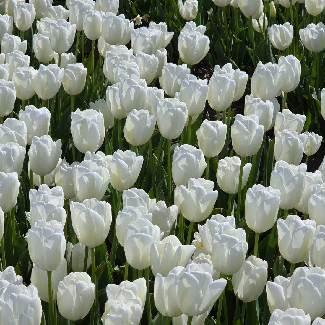 Snow Hunt Triumph Tulip – Tulipa × hybrida - Pure white spring blooms - Oldboy&