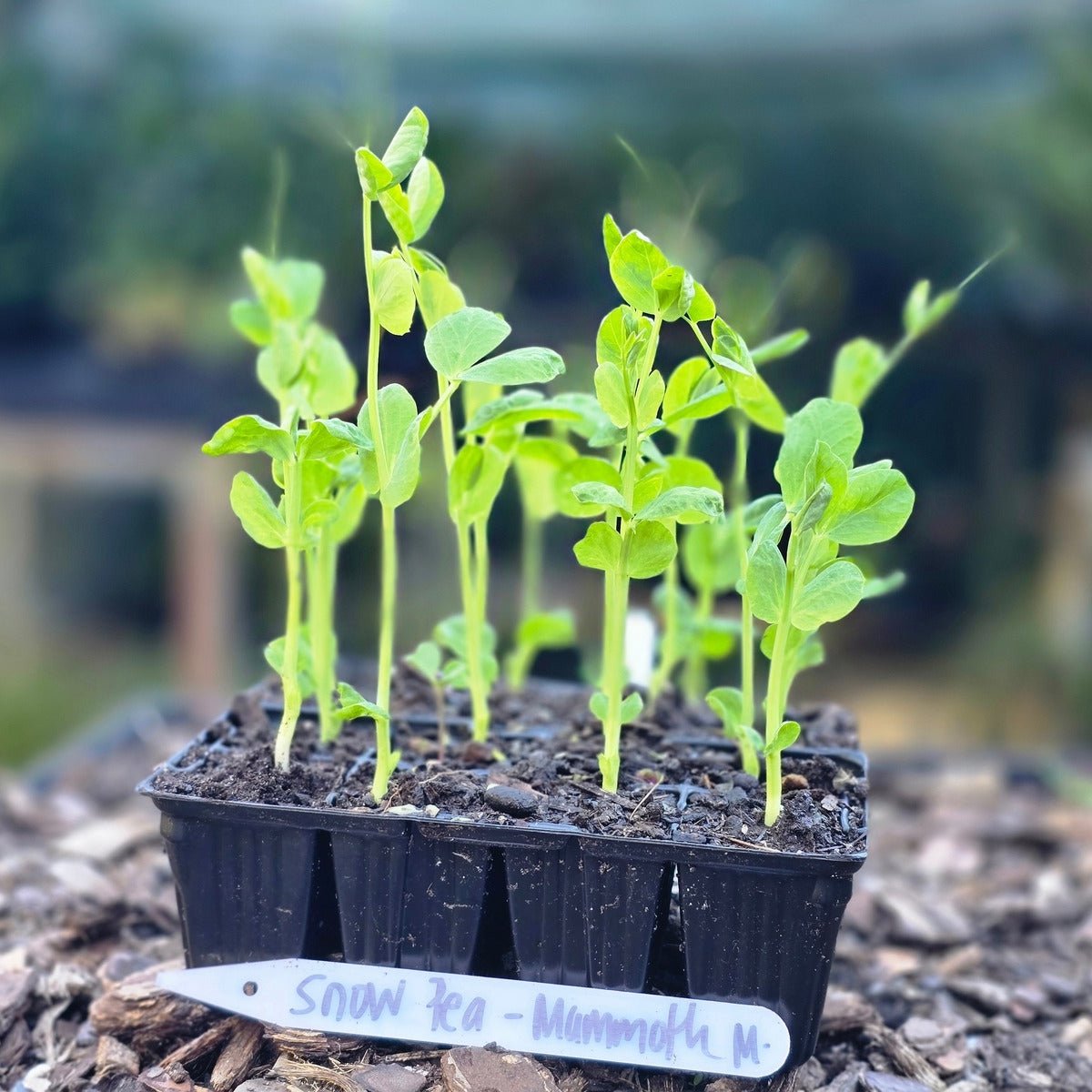 Snow Pea Mammoth Melting Seedling Punnet (Pisum sativum) - Oldboy&