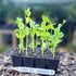 Snow Pea Mammoth Melting Seedling Punnet (Pisum sativum) - Oldboy&