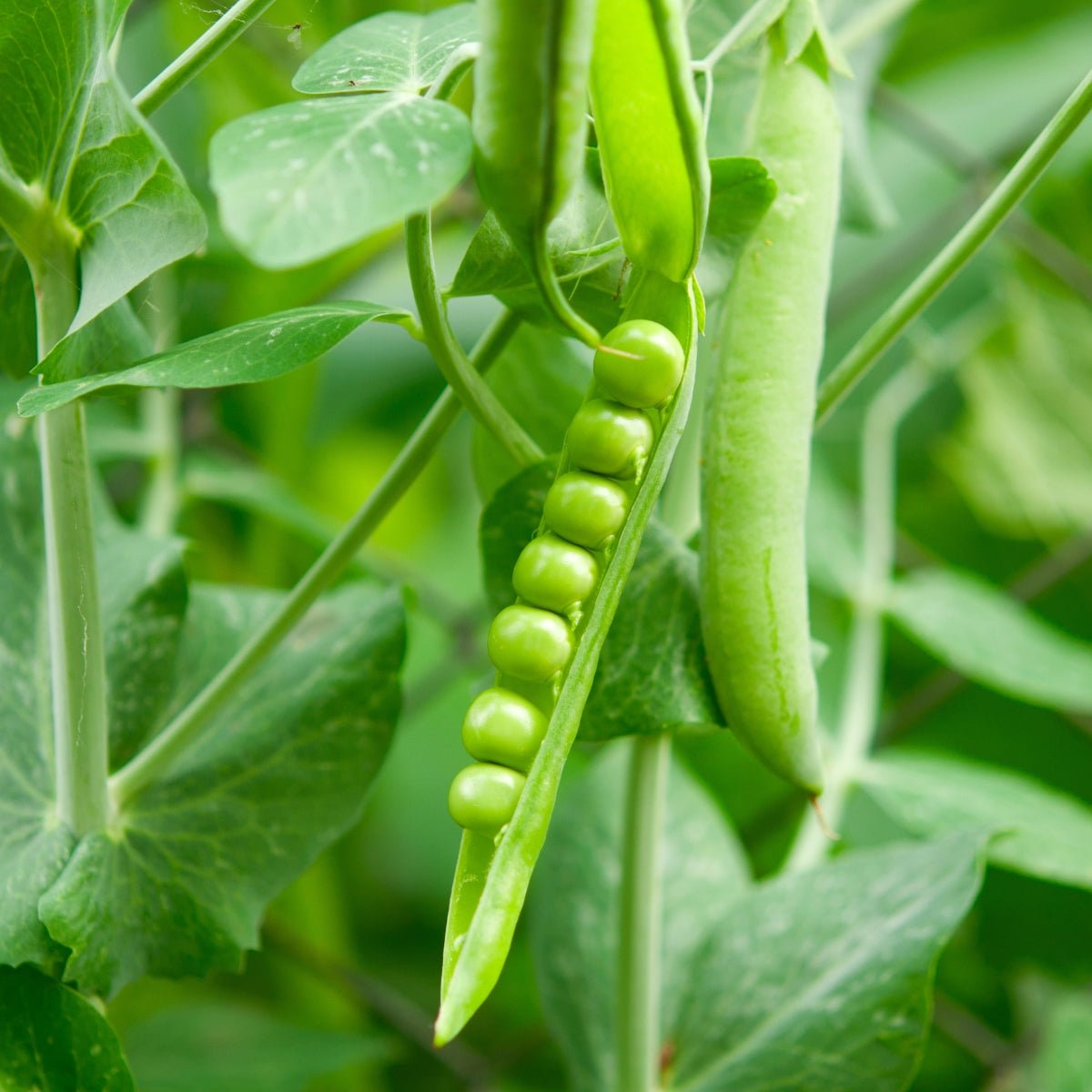 Snow Pea Mammoth Melting Seeds (Pisum sativum) - Oldboy&