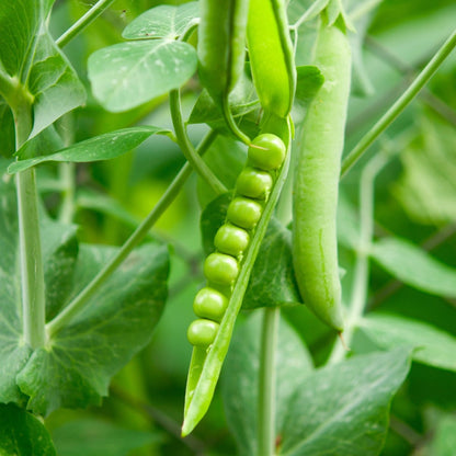 Snow Pea Mammoth Melting Seeds (Pisum sativum) - Oldboy&