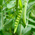 Snow Pea Mammoth Melting Seeds (Pisum sativum) - Oldboy&