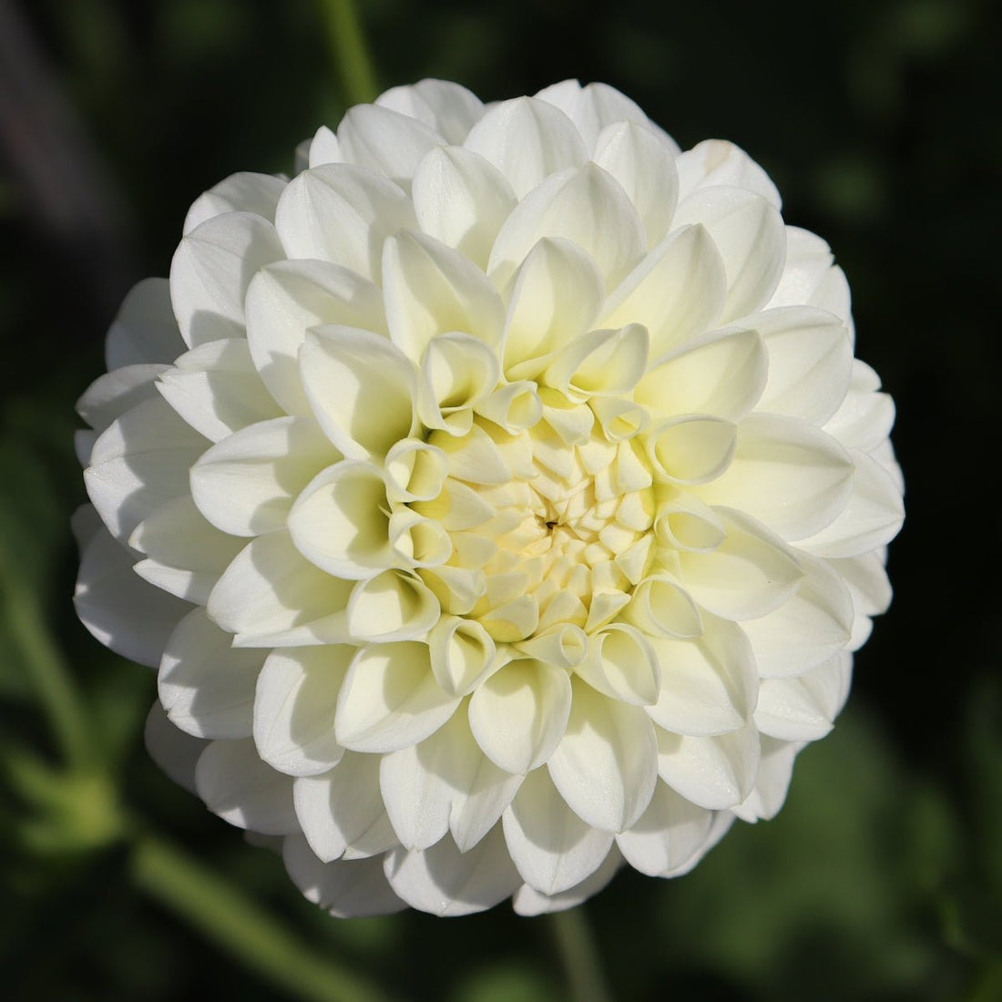 Snowy - Dahlia Hybrid - Oldboy&