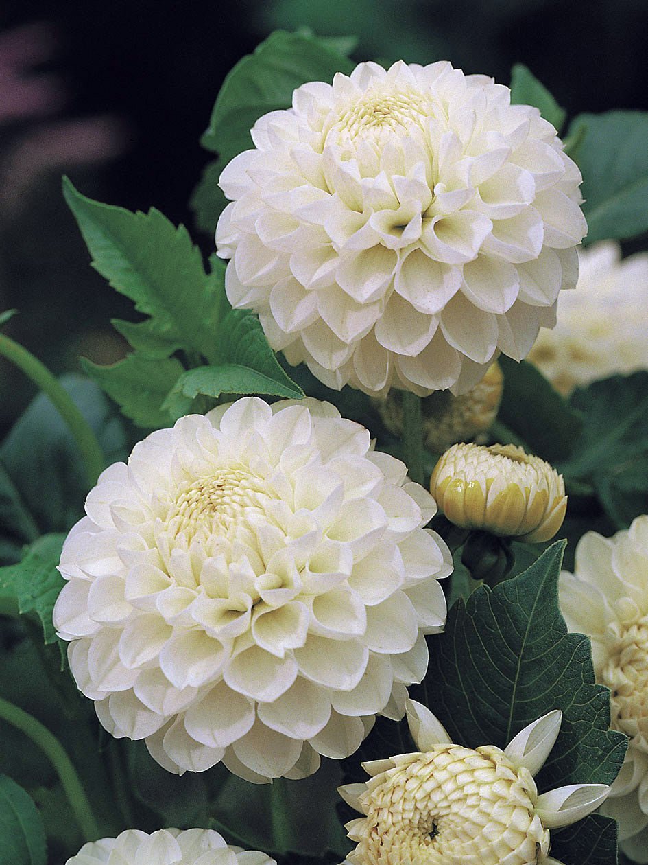 Snowy - Dahlia Hybrid - Oldboy&