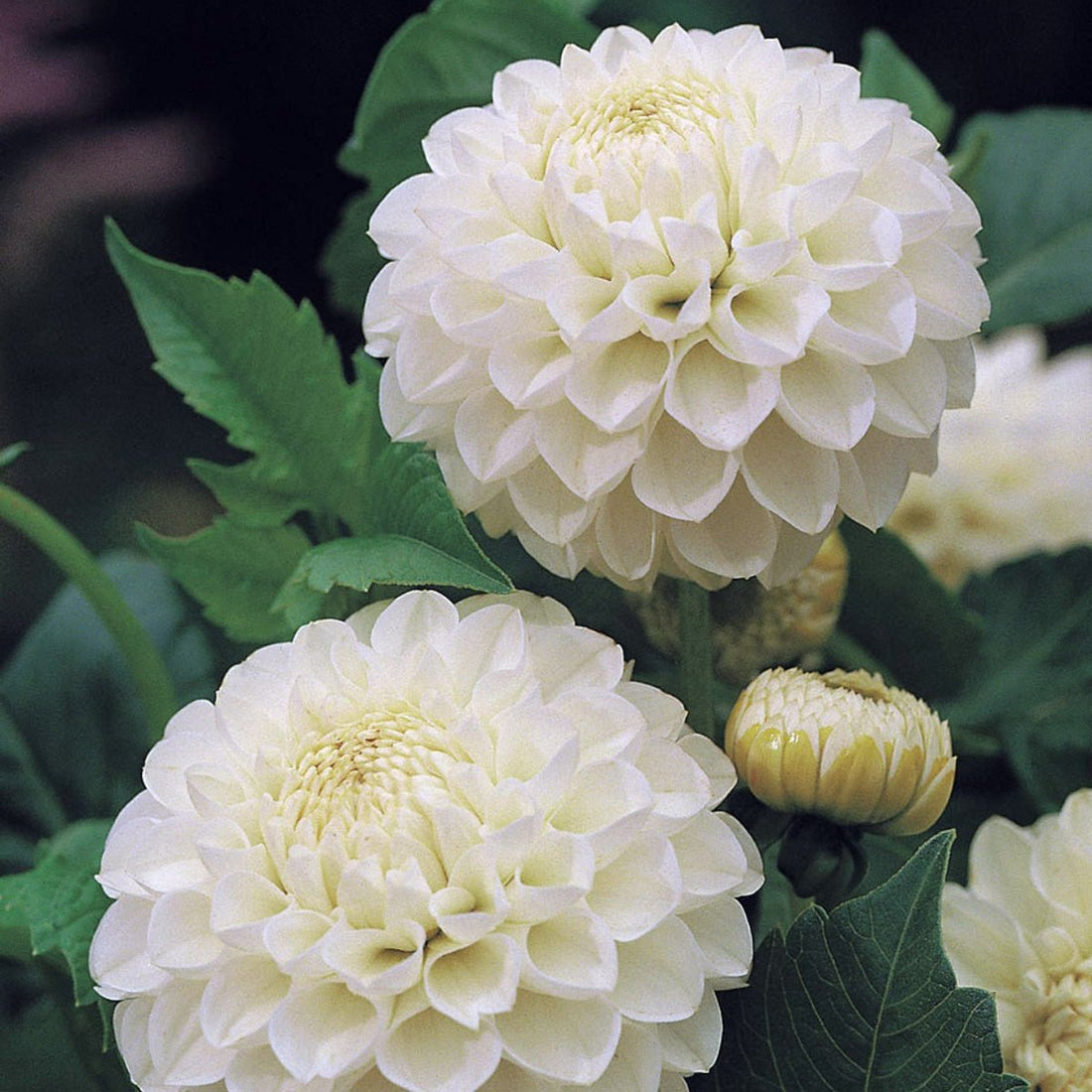 Snowy - Dahlia Hybrid - Oldboy&
