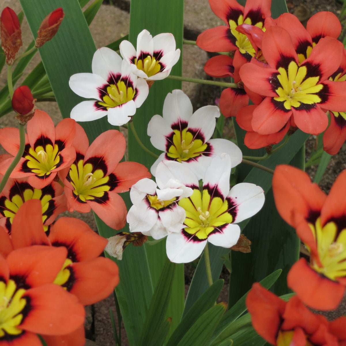 Sparaxis Mixture (Sparaxis spp.) – Vibrant, Hardy Spring Blooms - Oldboy&