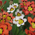 Sparaxis Mixture (Sparaxis spp.) – Vibrant, Hardy Spring Blooms - Oldboy&