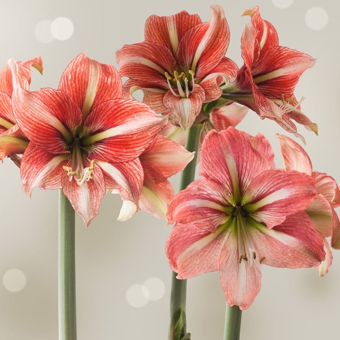 Sphinx Hippeastrum Bulb | Amaryllis – Creamy White Blooms with Coral-Red Veining - Oldboy&