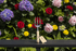 Stainless Steel Hand Fork GD709 | 310mm 3 - Prong Garden Fork with FSC Ashwood Handle - Oldboy&