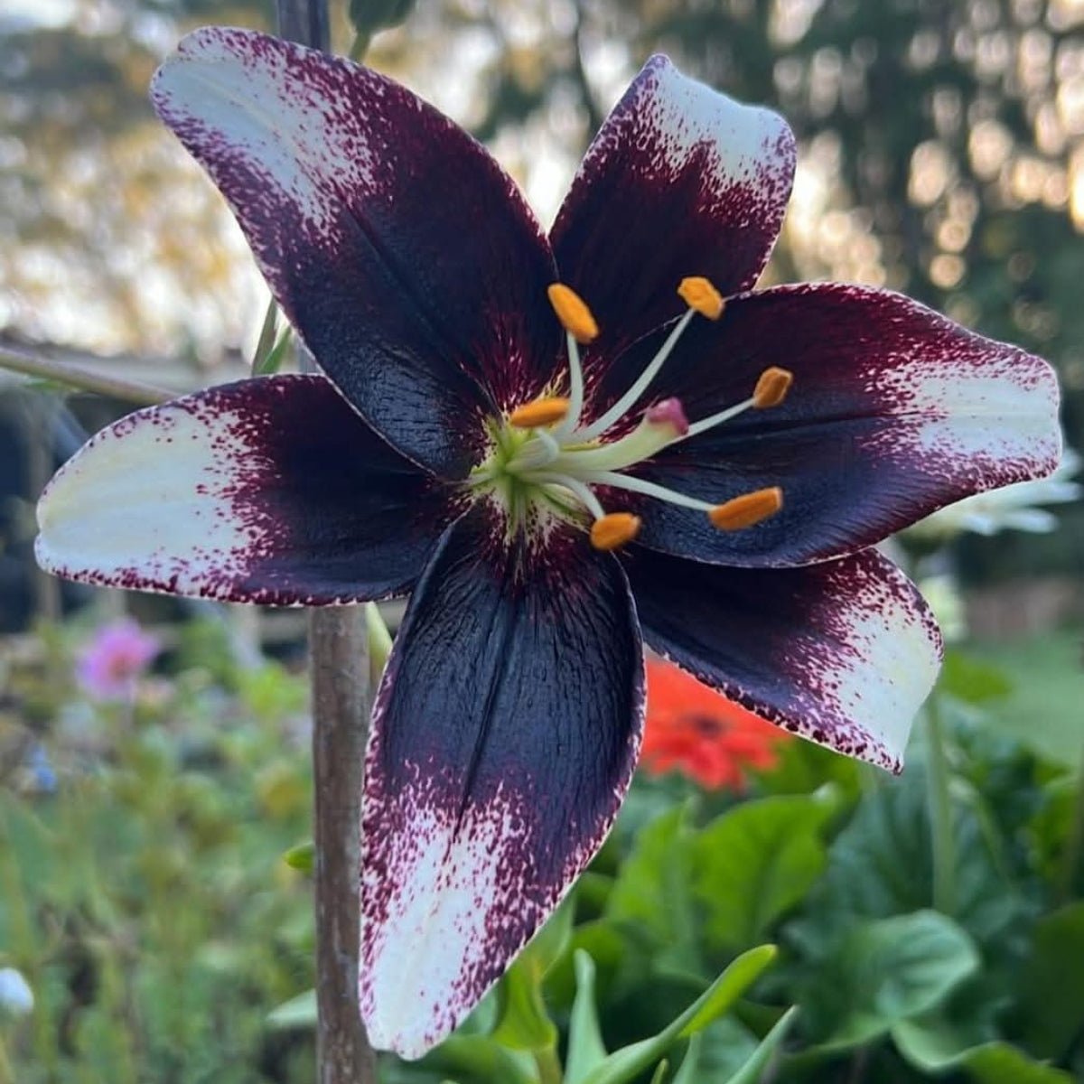 ‘Stracciatella Event’ – Cream &amp; Maroon Tango Lilium Bulb – Speckled Bicolour Blooms - Oldboy&