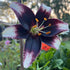 ‘Stracciatella Event’ – Cream & Maroon Tango Lilium Bulb – Speckled Bicolour Blooms - Oldboy&