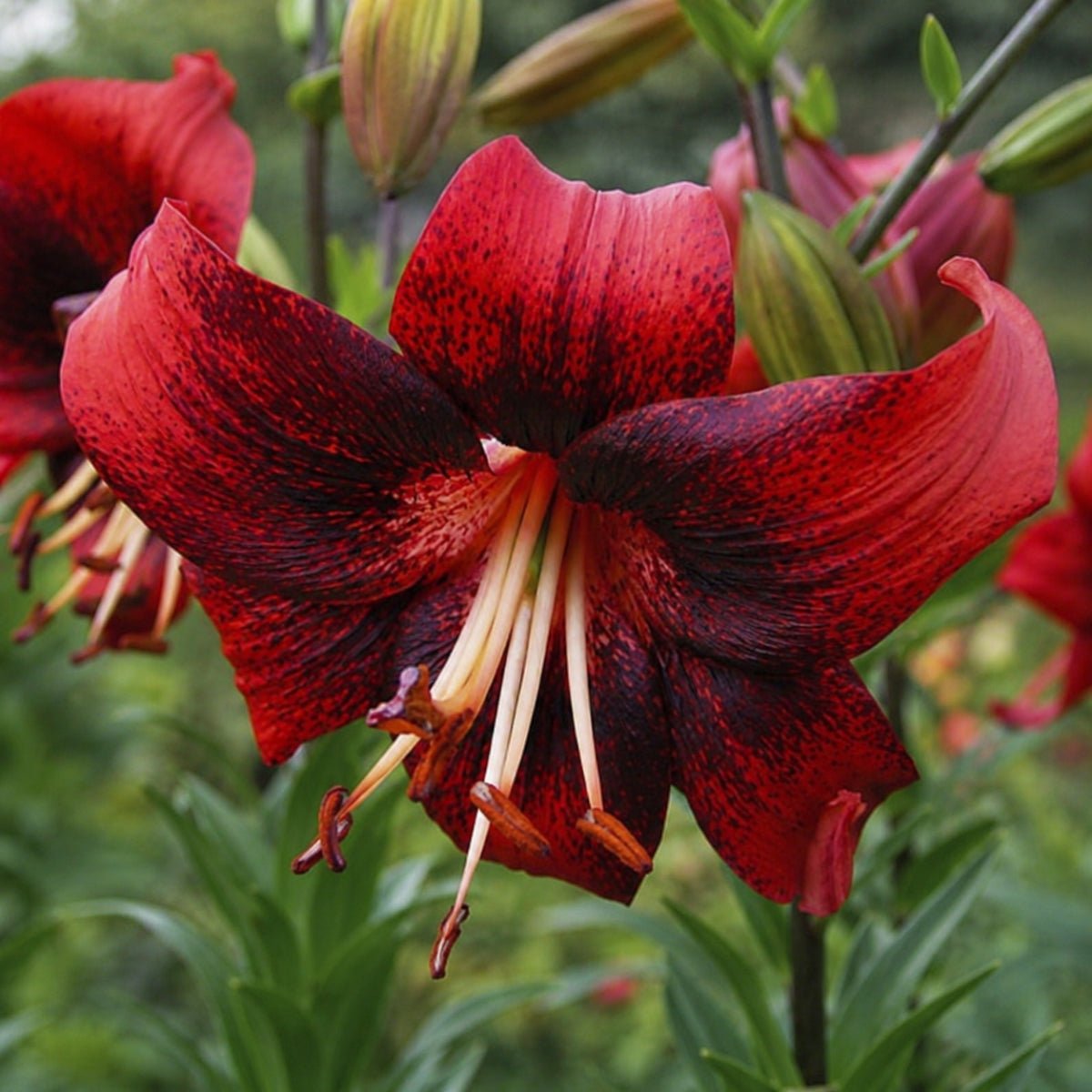 Strawberry Event Tango Lilium Bulb | Pink Lily with Red Speckling - Oldboy&