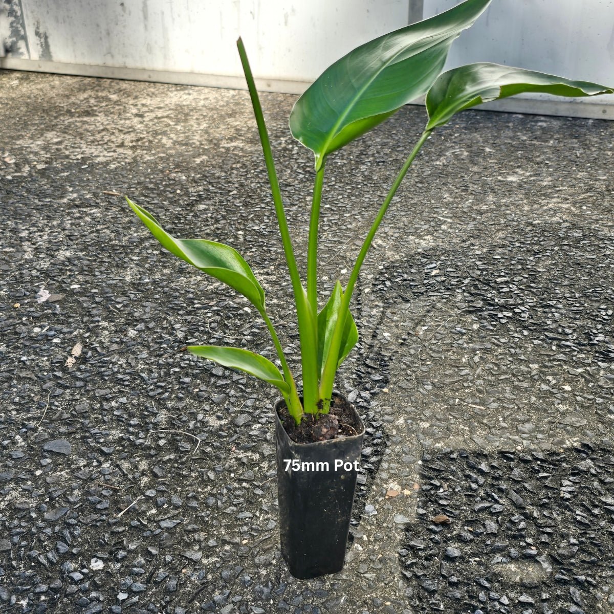 Strelitzia nicolai – Majestic Giant Bird of Paradise for Australian Landscapes - Oldboy&