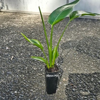 Strelitzia nicolai – Majestic Giant Bird of Paradise for Australian Landscapes - Oldboy&