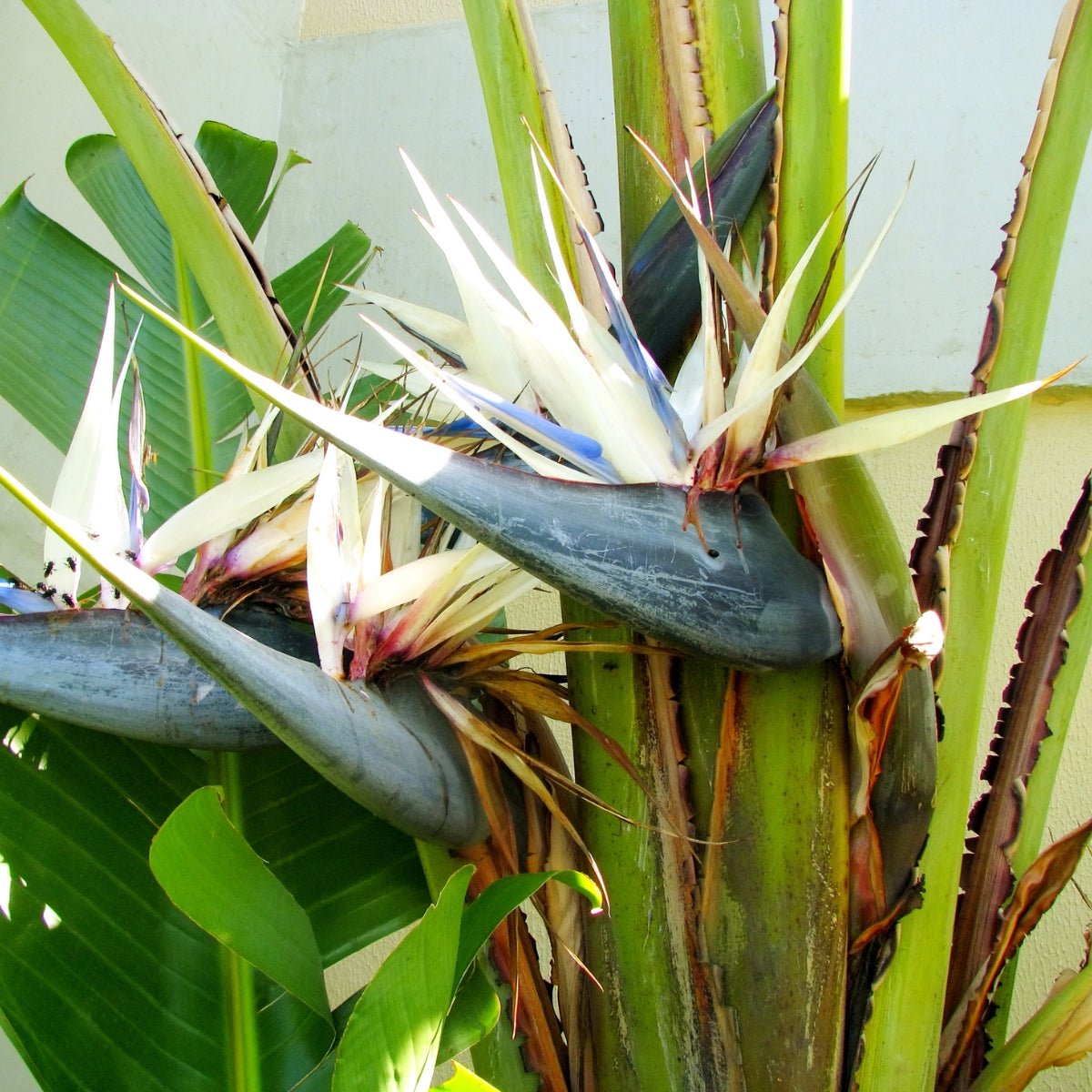 Strelitzia nicolai – Majestic Giant Bird of Paradise for Australian Landscapes - Oldboy&